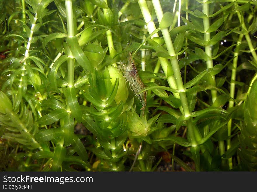 Fresh-water Shrimp