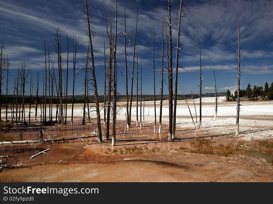 Barren Yellowstone