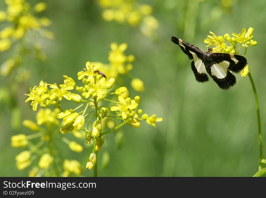 Butterfly and Flower