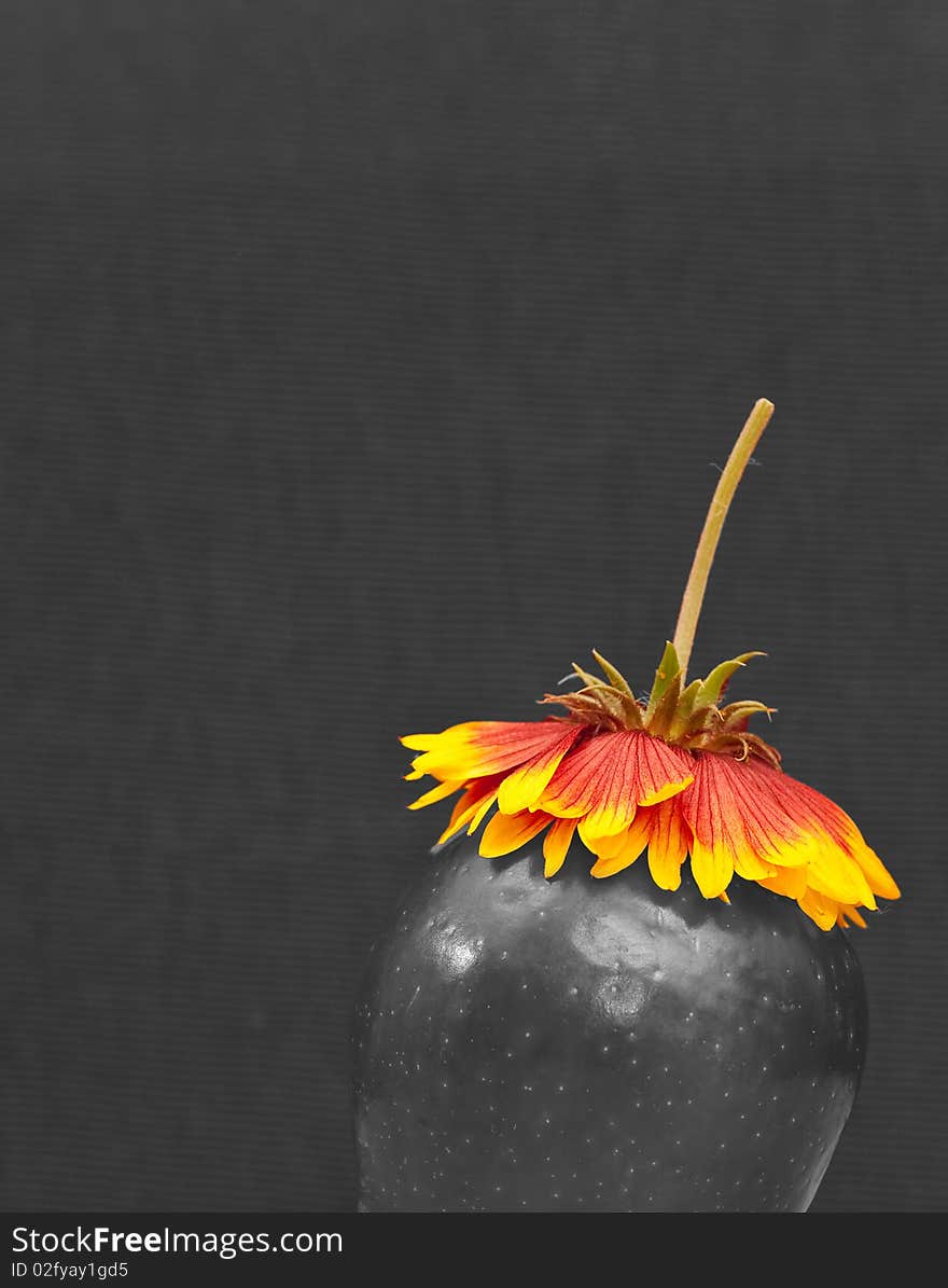 Black and White Image of Apple and Flower on Top. Black and White Image of Apple and Flower on Top