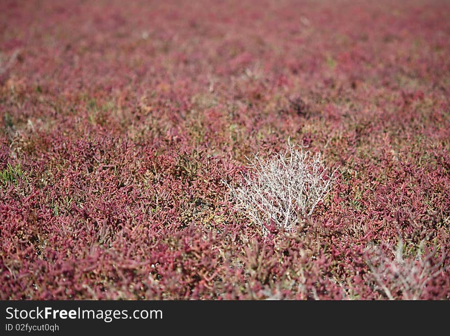 Flora of the dried up sea. Flora of the dried up sea