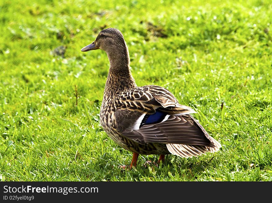 Ducks among the reeds in the pond