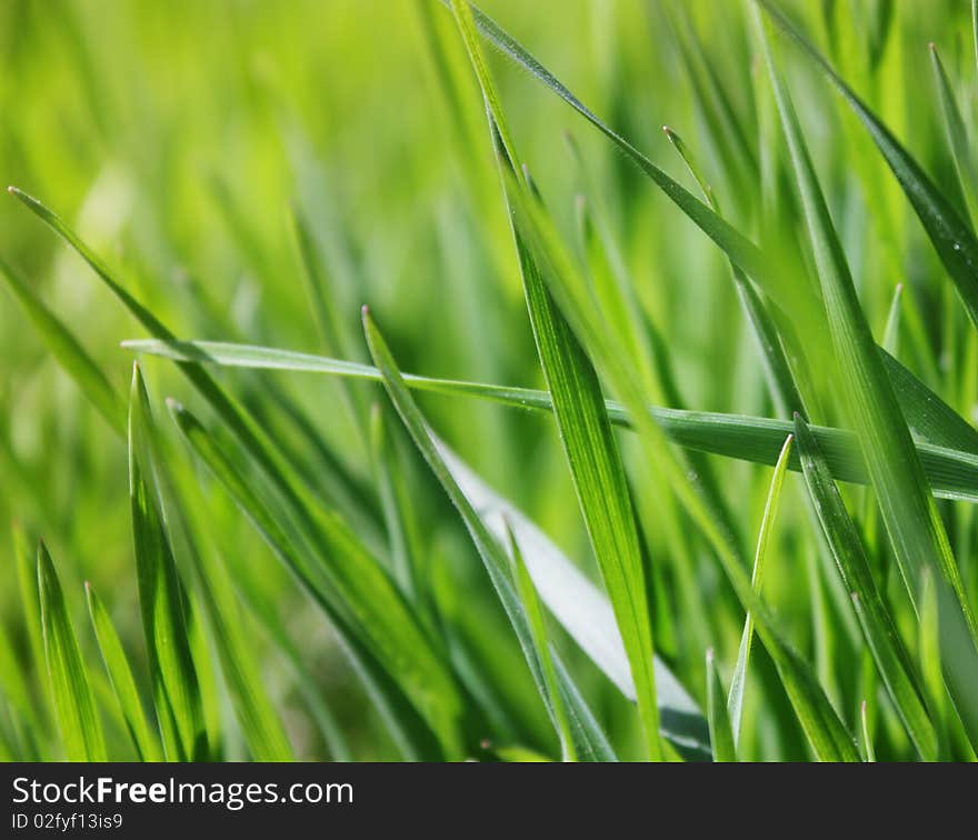 New fresh green grass  shallow depth of field. New fresh green grass  shallow depth of field