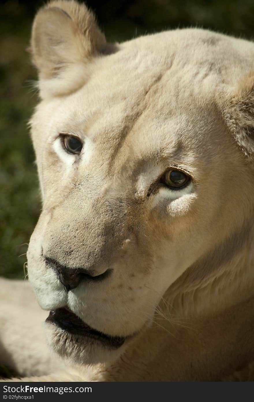 Close up of the face of a white lioness (Panthera leo). Close up of the face of a white lioness (Panthera leo)