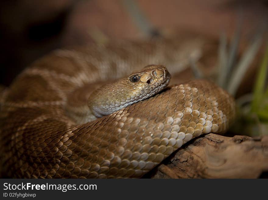 Red Diamond Rattlesnake 0571