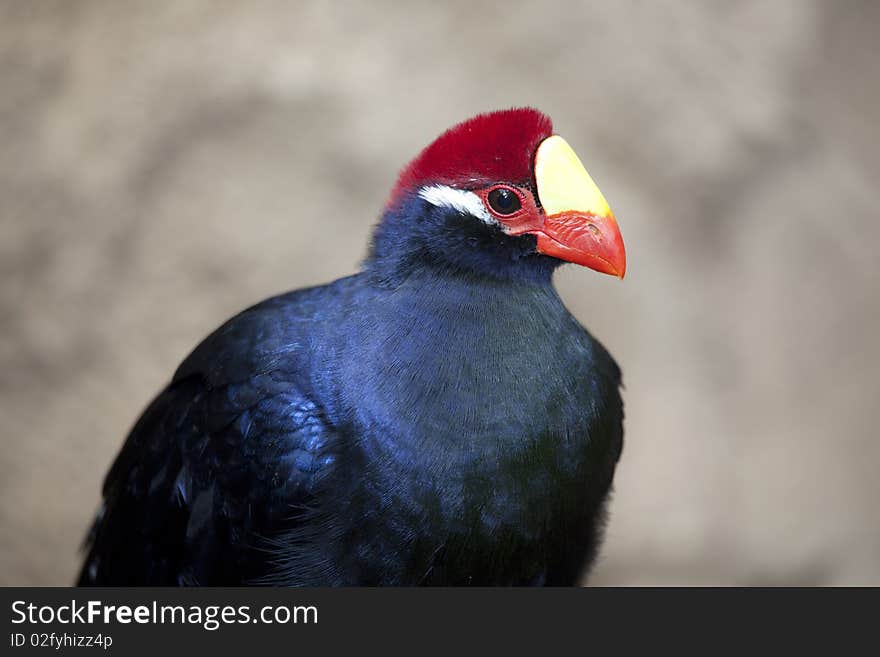 Violaceous Turaco 0490