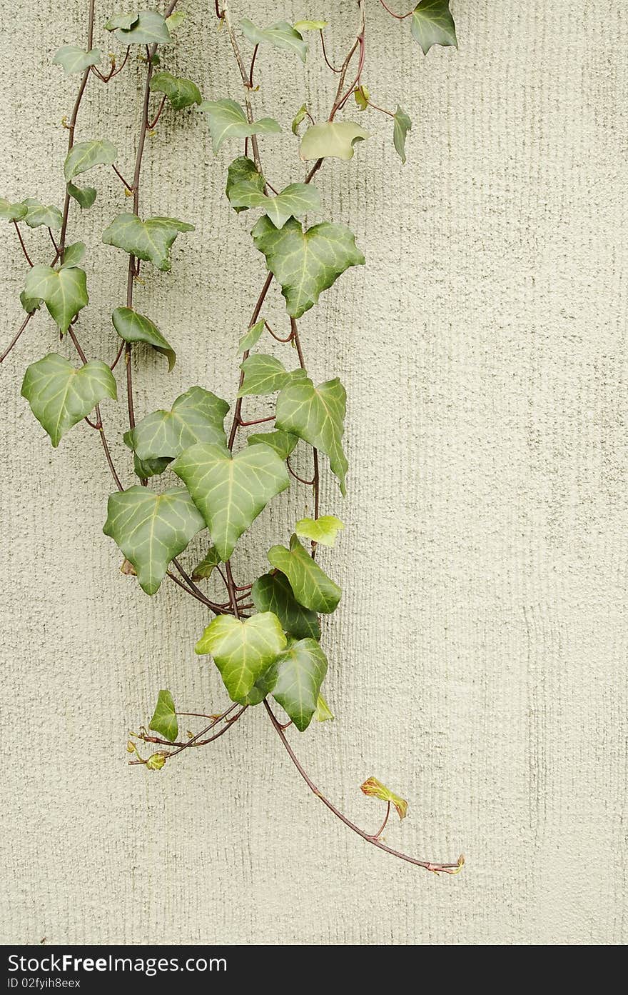 Ivy brunch on a grey wall, backround. Ivy brunch on a grey wall, backround