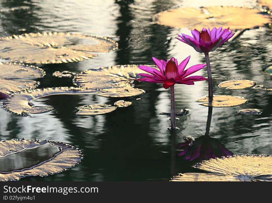 Red / Pink Lotus Flower image and Leaves. Red / Pink Lotus Flower image and Leaves.