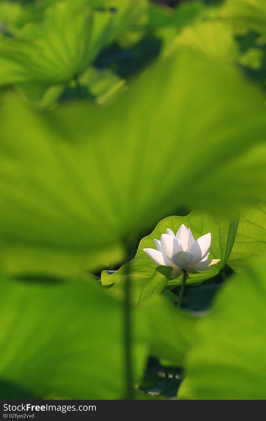 White Lotus Flower image and Leaves. White Lotus Flower image and Leaves.