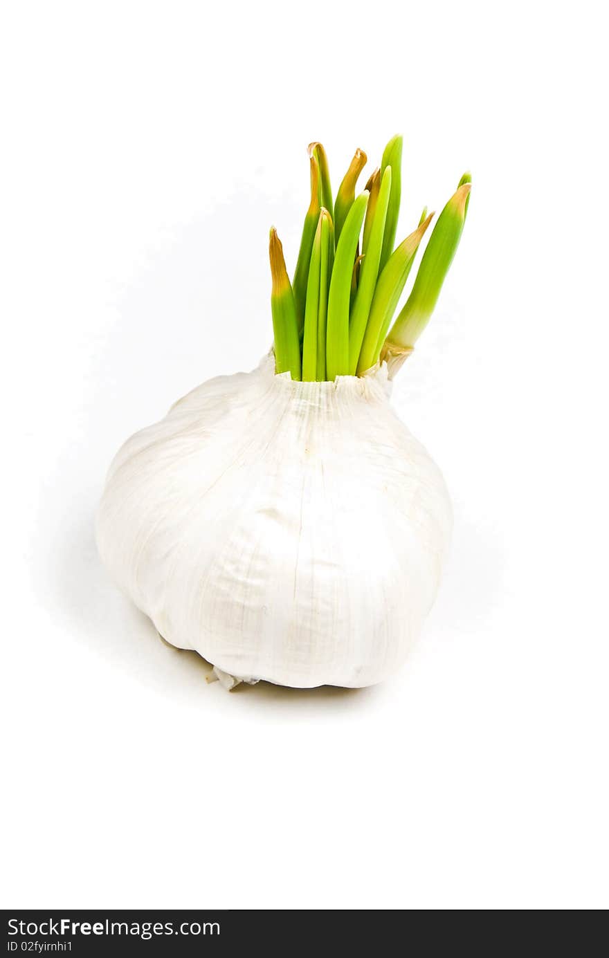 Garlic