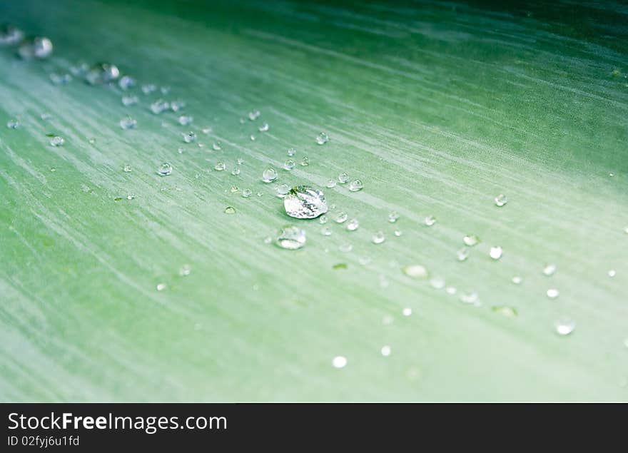 Water Droplets on Green Agave Leaf