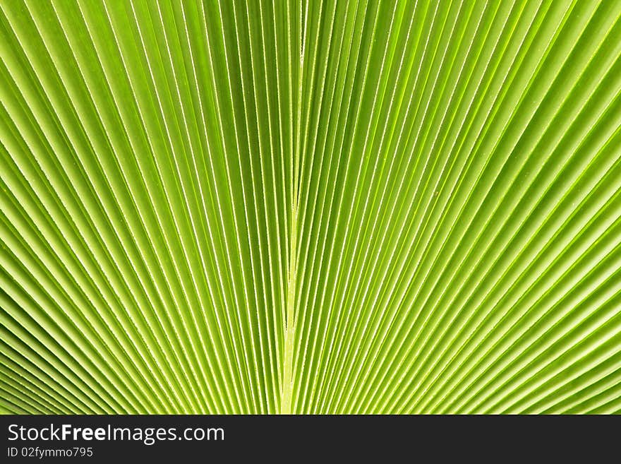 Green leaves texture, natural background with lines