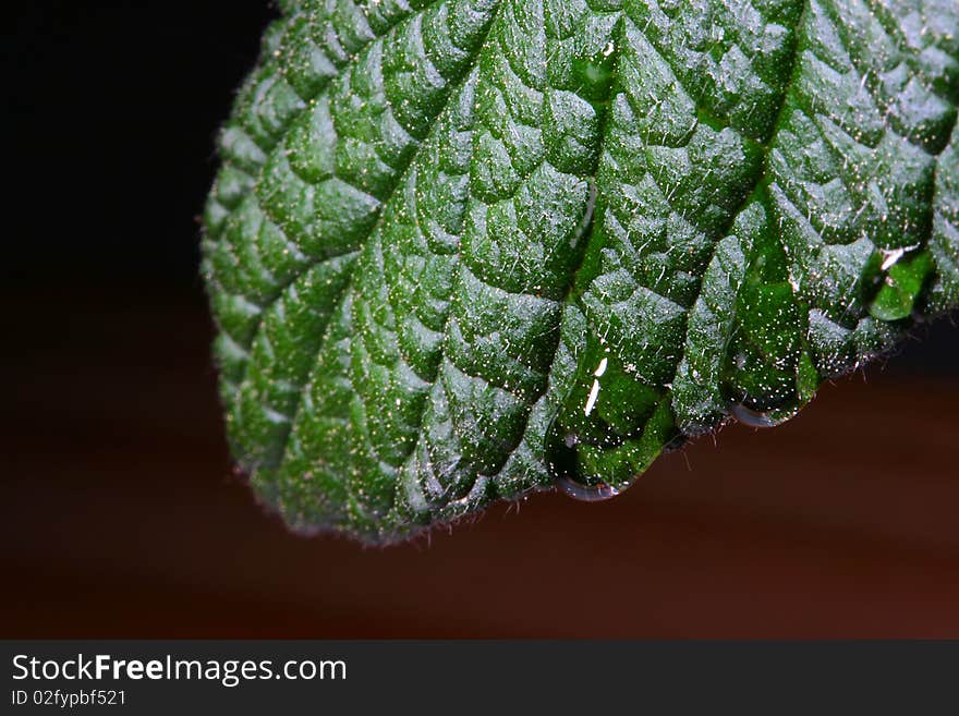 Green foxes of a tree with a water drop on it.