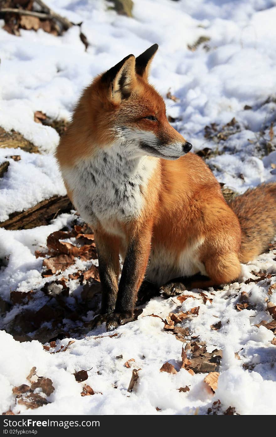 Fox