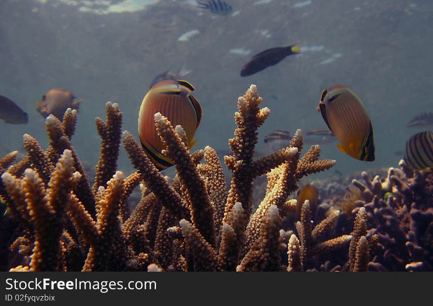 Butterfly fish