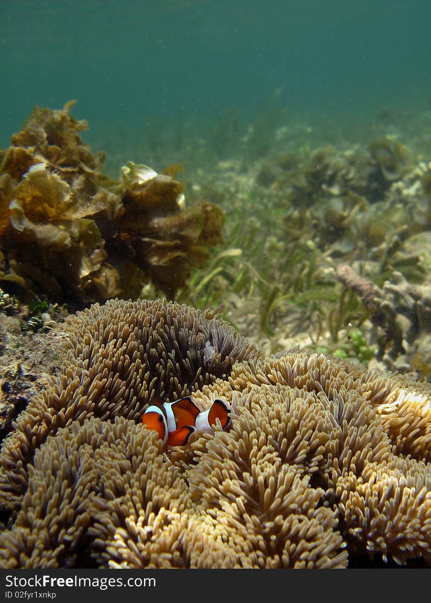 Anemone fish