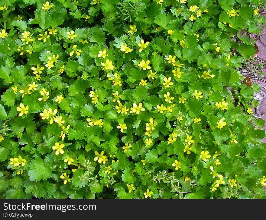 Green leaves set off the small yellow flower, a blossom of the background picture. Green leaves set off the small yellow flower, a blossom of the background picture