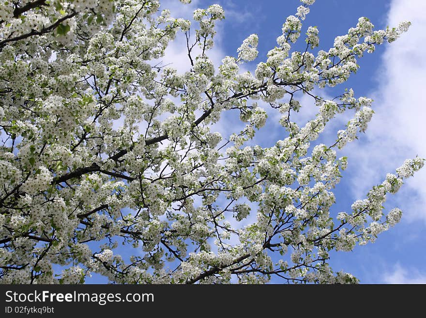 The picture was taken in Bloomington, Indiana. The spring is here and flowers are booming!. The picture was taken in Bloomington, Indiana. The spring is here and flowers are booming!