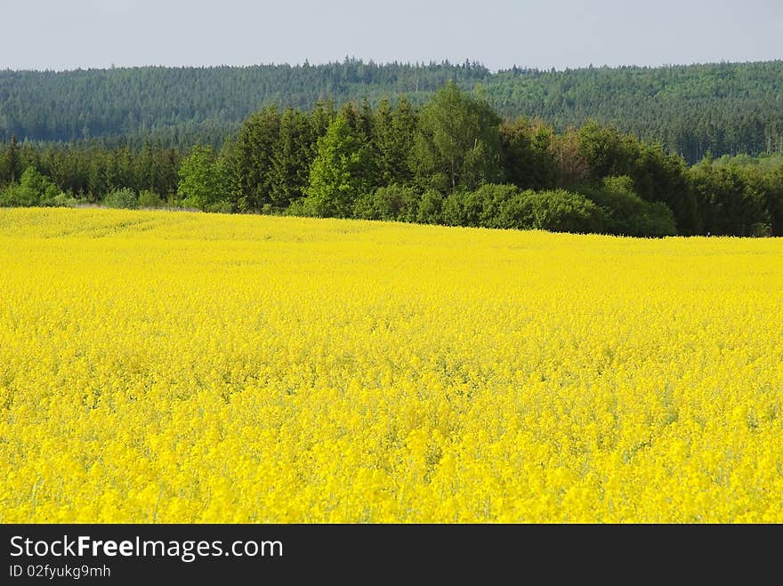 Field of flowering oilseed rape and woods. Field of flowering oilseed rape and woods