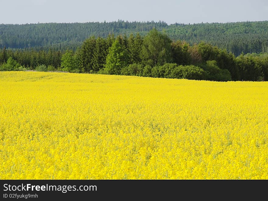 Oilseed rape field