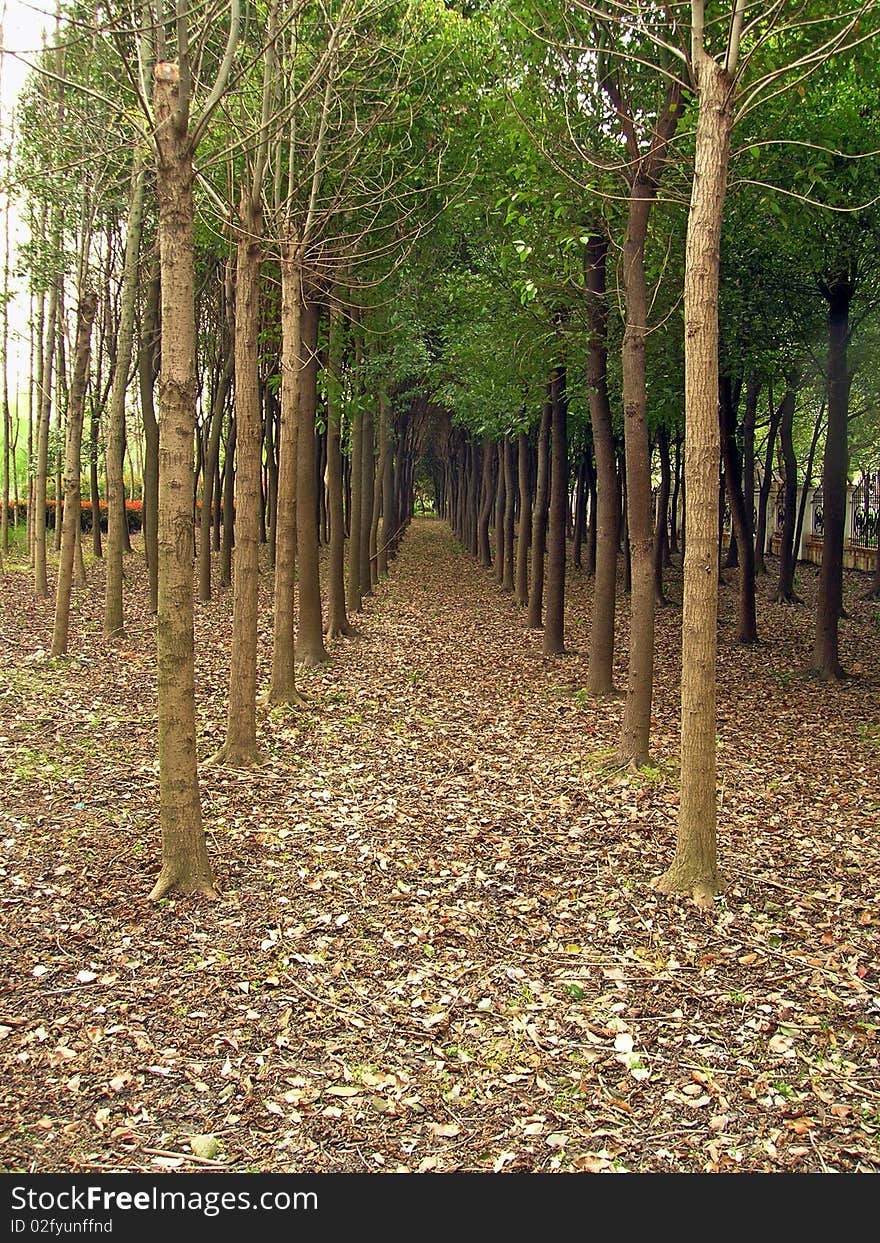 Small trees on the ground was covered with a thick layer of leaves. Small trees on the ground was covered with a thick layer of leaves