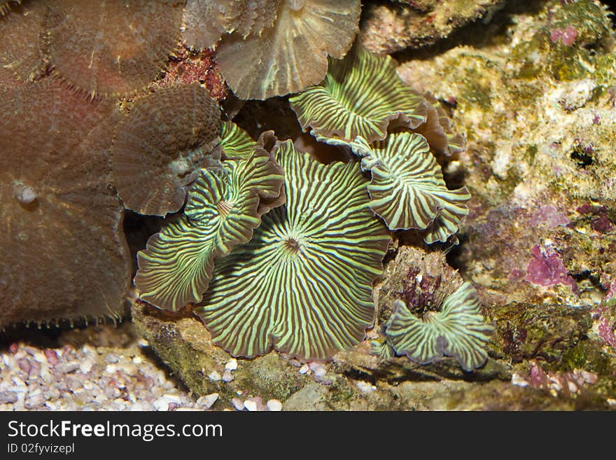 Polyp Button Coral in Aquarium