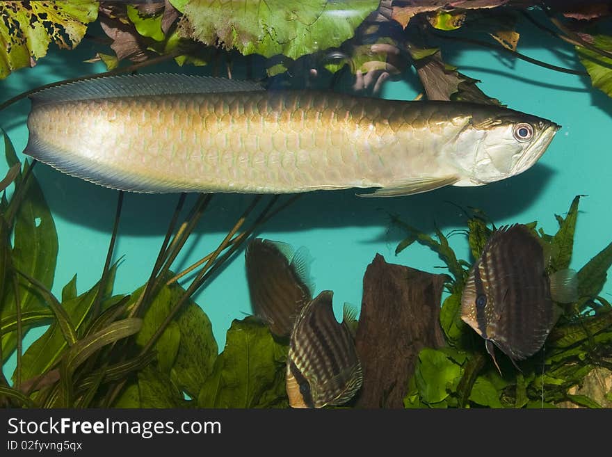 Silver Arowana In Aquarium