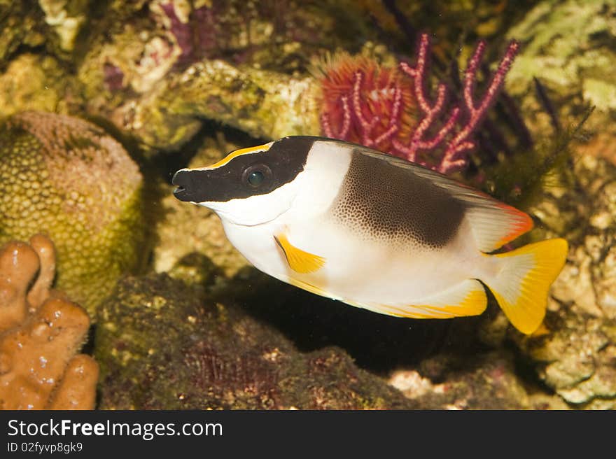 Magnificent Foxface or Rabbitfish in Saltwater Aquarium. Magnificent Foxface or Rabbitfish in Saltwater Aquarium