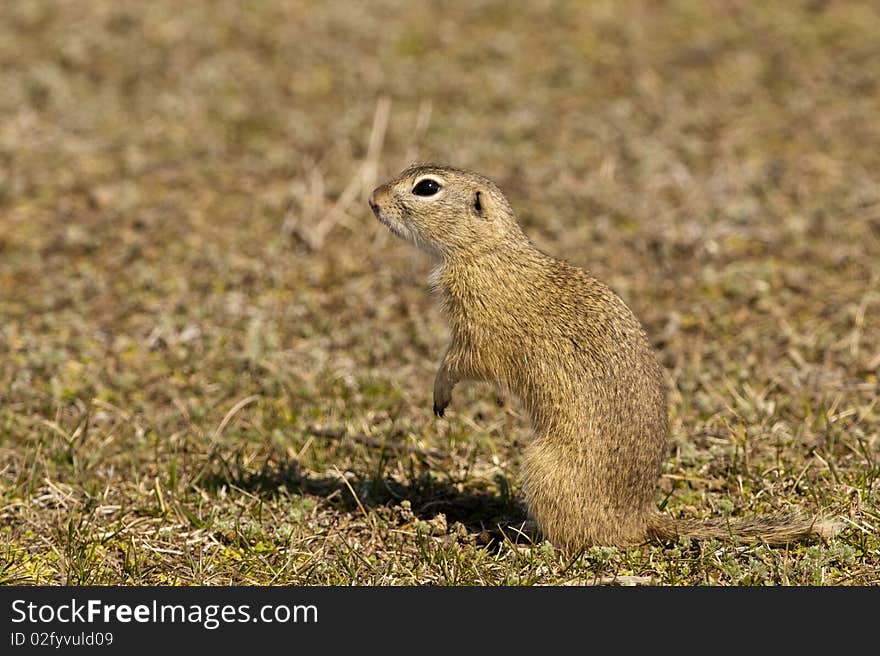 Souslik or European Ground Squirrel