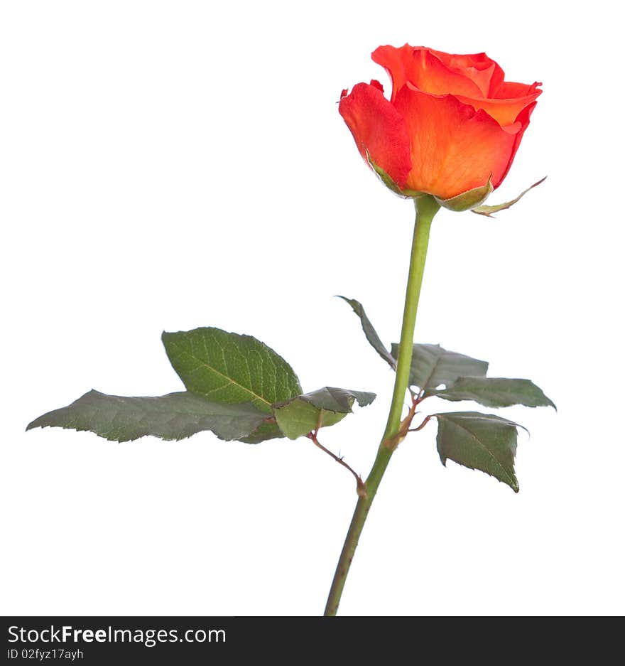 One red isolated rose over white background