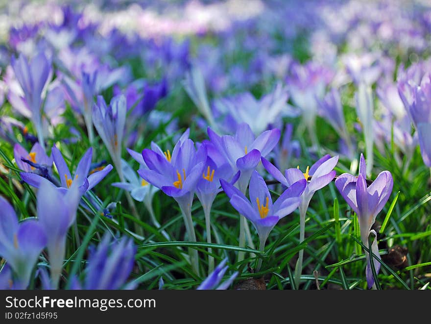 Crocus