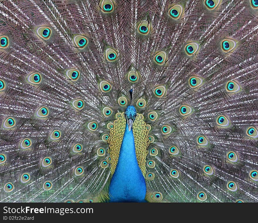 A seemingly tame peacock walking in a neighborhood in FL by the Gulf of Mexico. A seemingly tame peacock walking in a neighborhood in FL by the Gulf of Mexico.