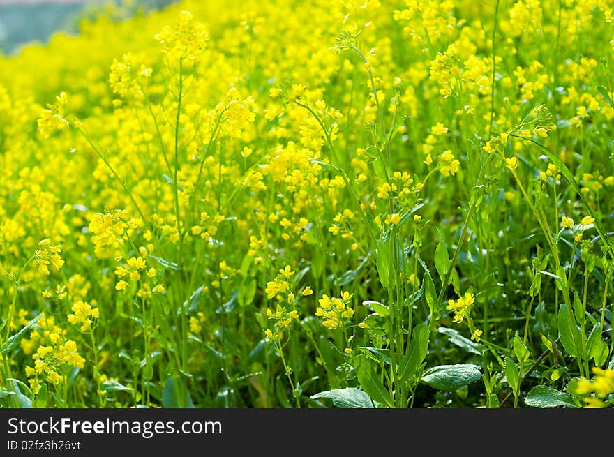 The beautiful rape flower in the field