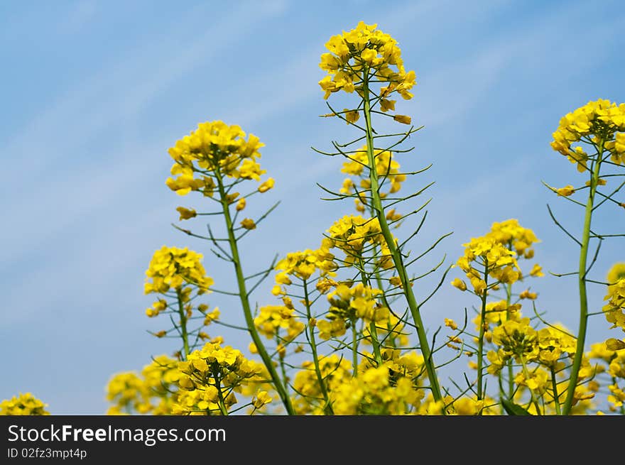 The beautiful rape flower under the blue sky