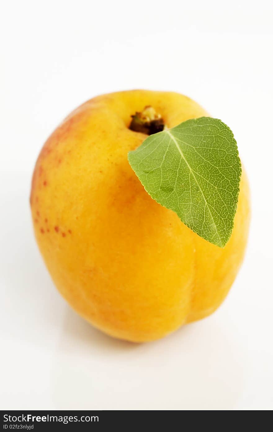 Apricot