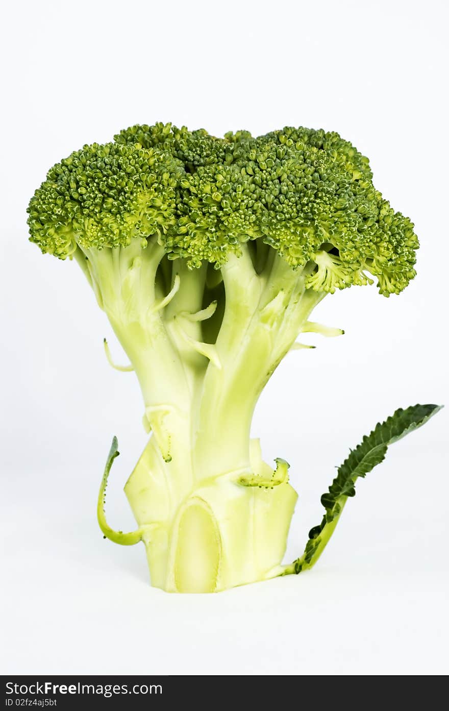 Broccoli Florets