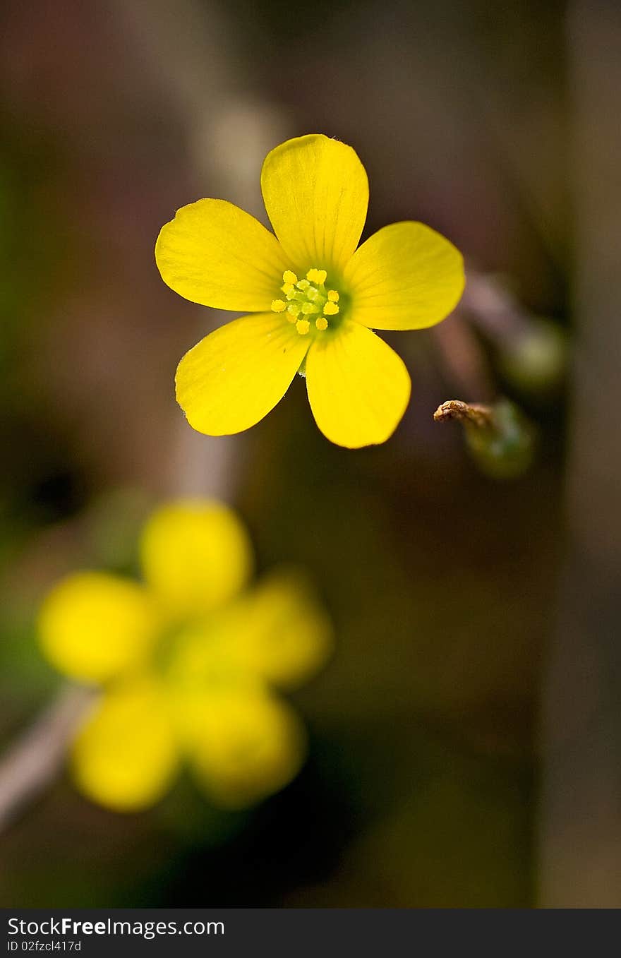 People love the flower color and form.