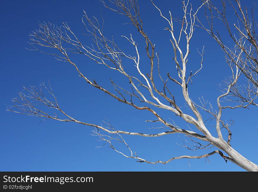 Dead tree stands in the blue sky. Dead tree stands in the blue sky