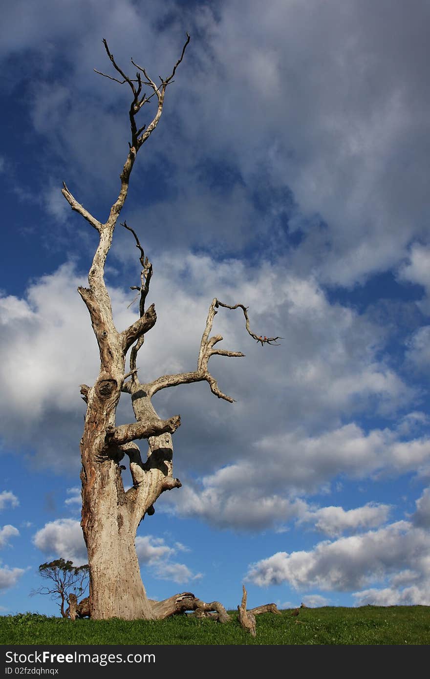 Dead tree in good weather