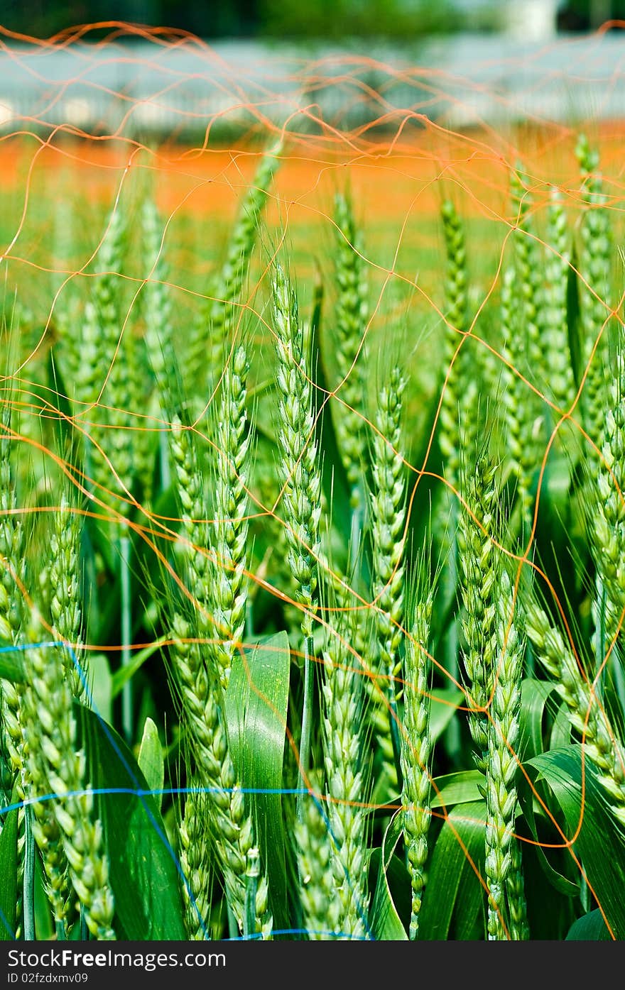 Wheat is the main agricultural crops.