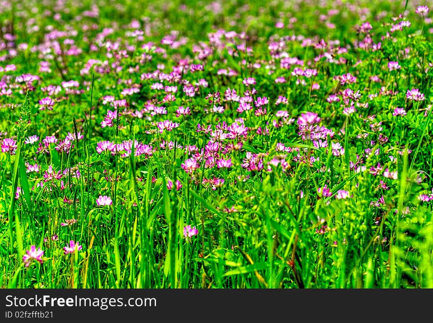 People love the flower color and form.