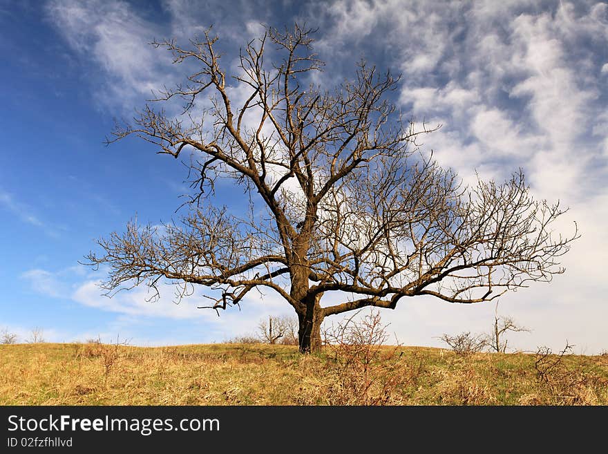 Oak tree in full leaf in spring standing. Oak tree in full leaf in spring standing