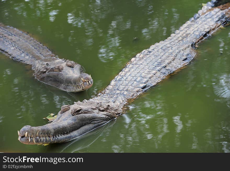 Crocodiles