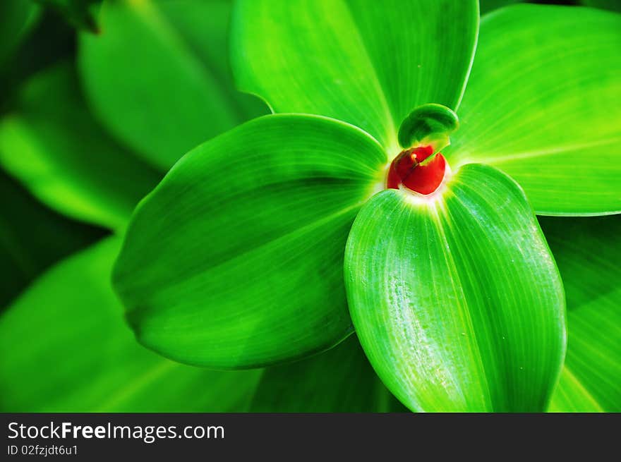 Red sprout flower