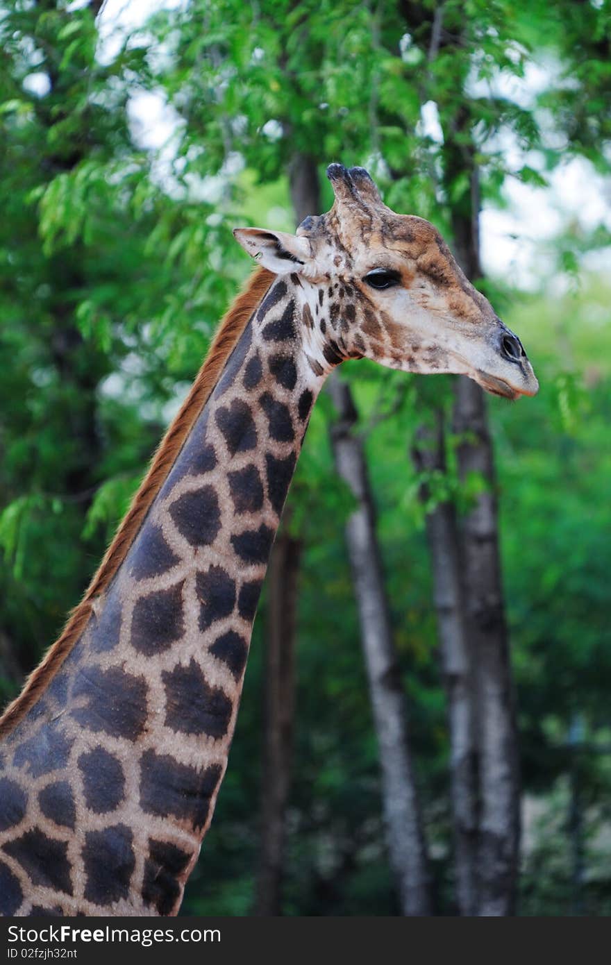 Giraffe in Zoo