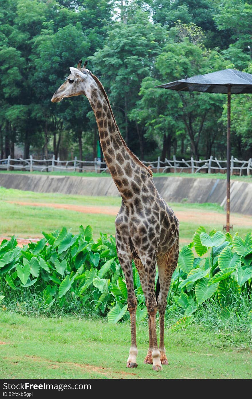 A Giraffe in a zoo. A Giraffe in a zoo