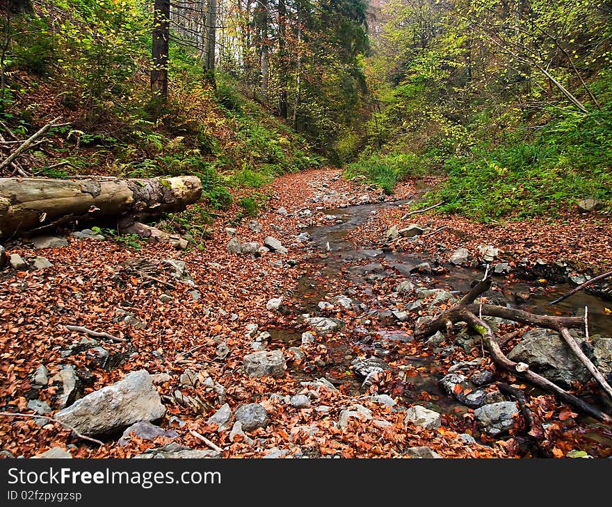 Little water stream flowing through autumn forest