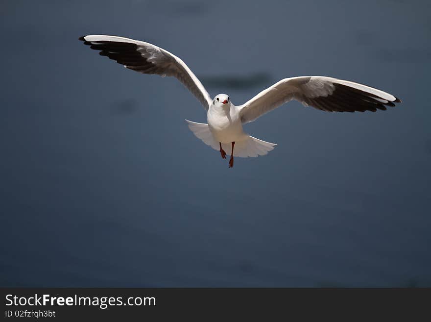 Seagull-1