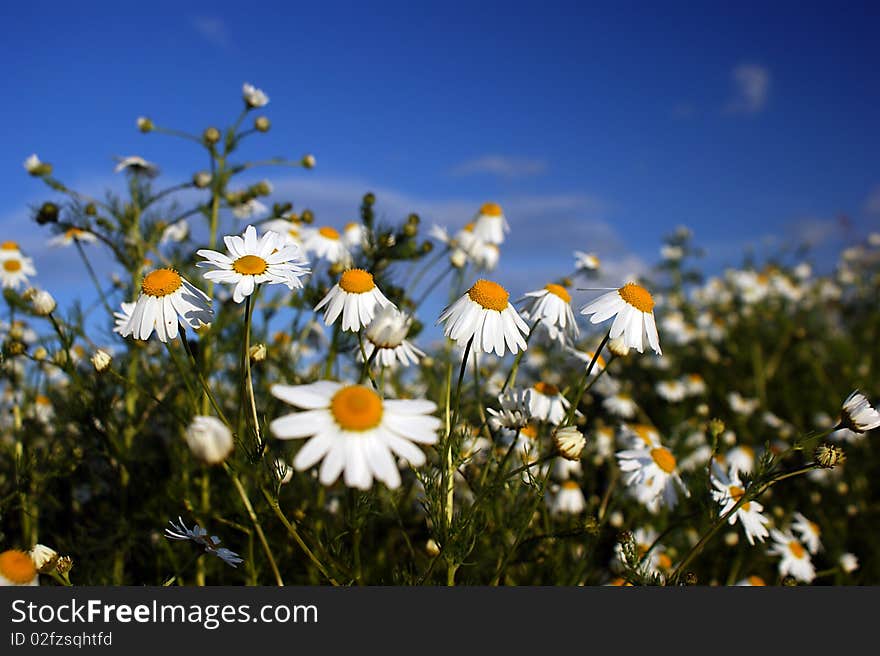 An image of many white flowers on blue background