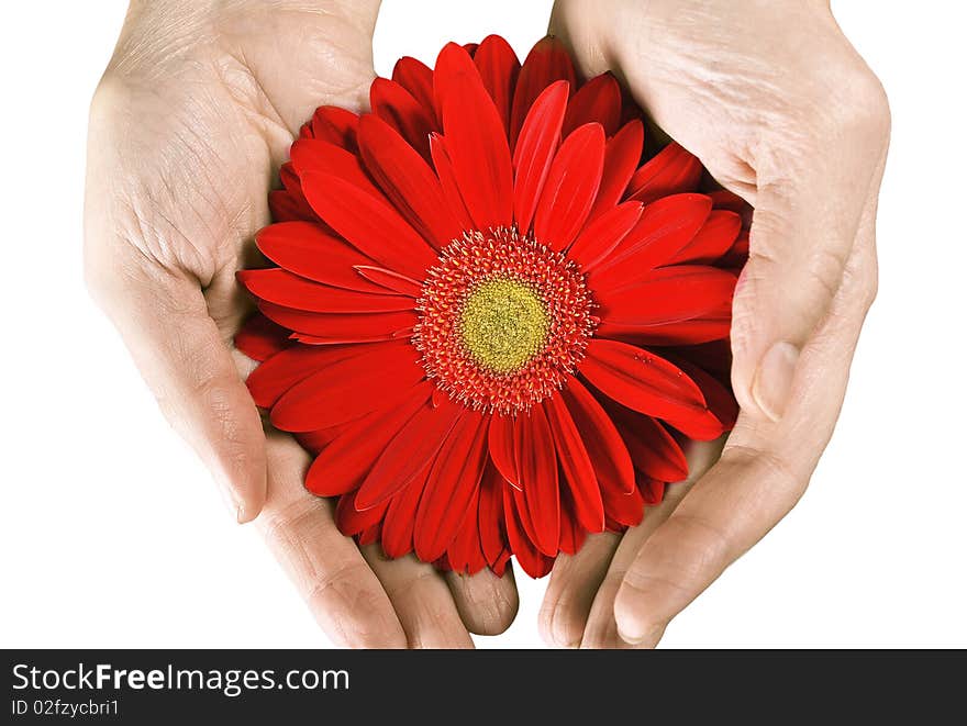 Beautiful red flower on a white background. Beautiful red flower on a white background